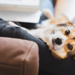 Benefits of adopting pets from shelters