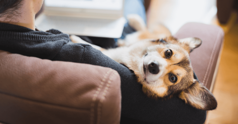 Benefits of adopting pets from shelters